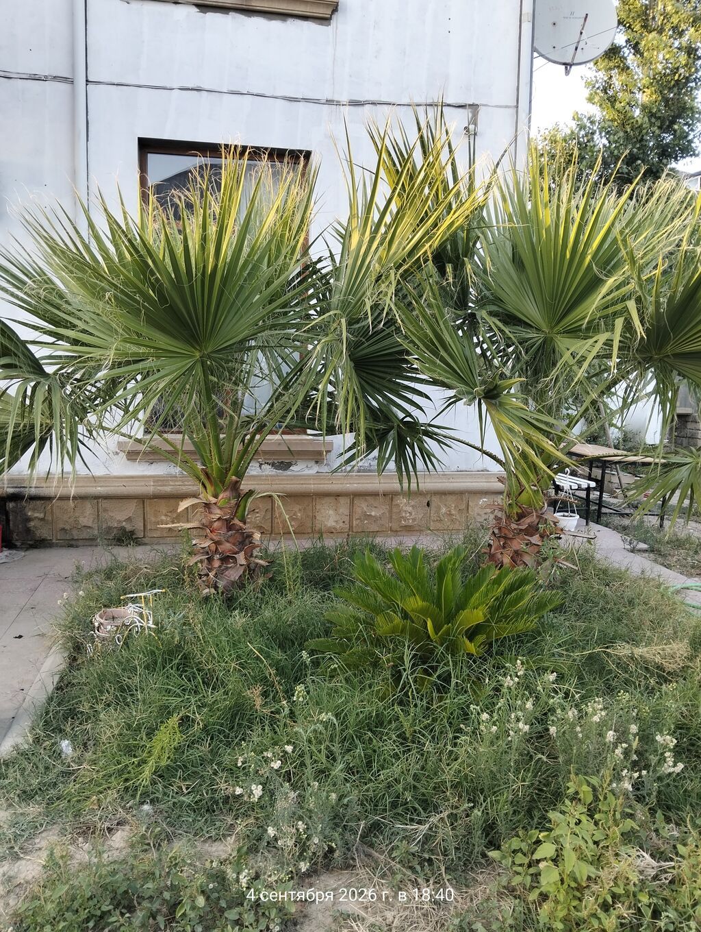 3 ədəd 1 ədədi 300 manat Dekorativ bağ palma ağacı – Washingtonia — Ağaclar və fidan, Mehdiabad (2)