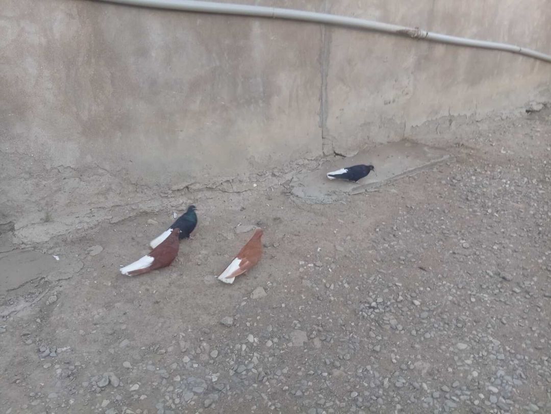 Göyərçinlər — Quşlar, Bakı (3)