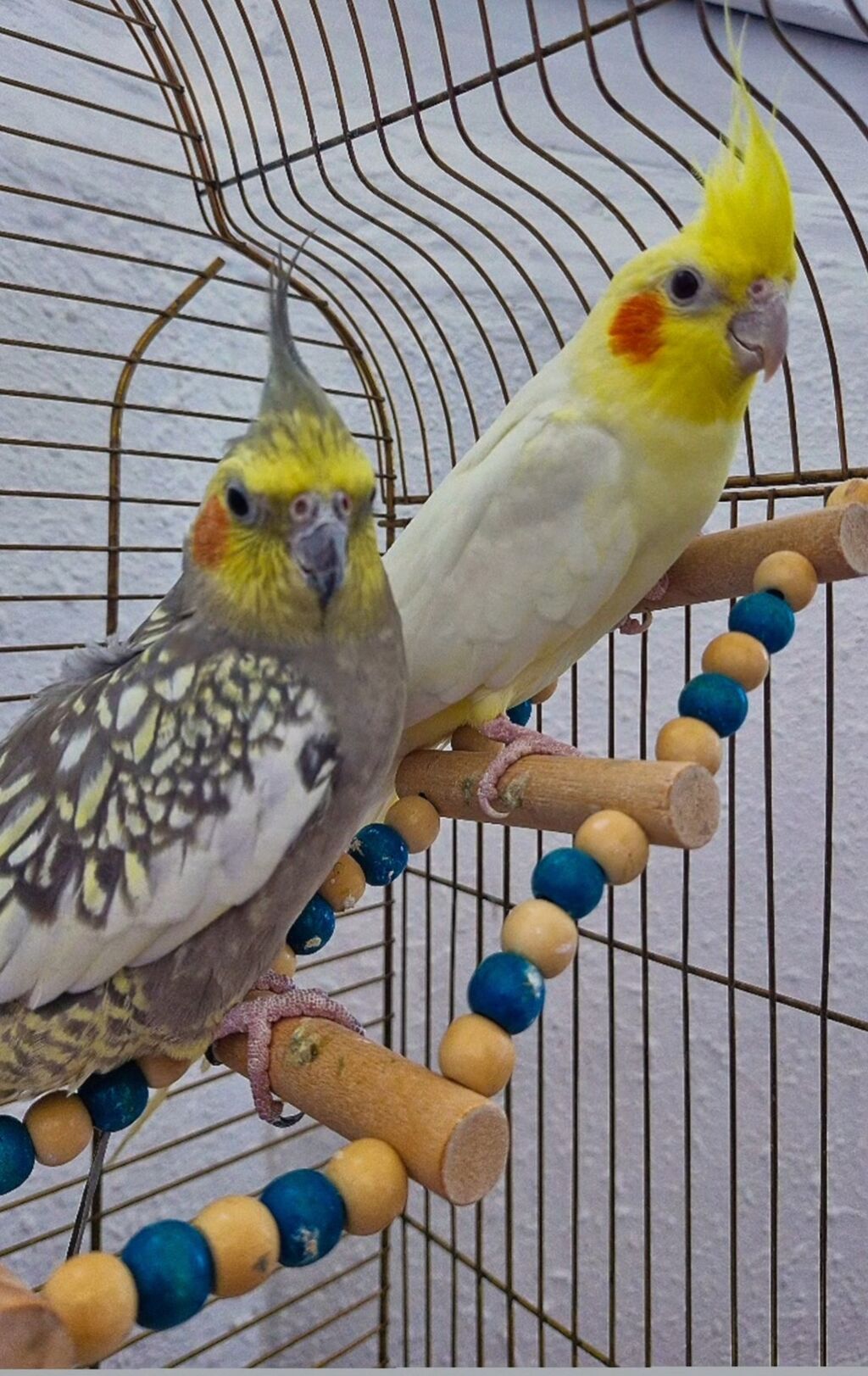 Erkək&dişi — Tutyun papağayı, Mehdiabad (2)
