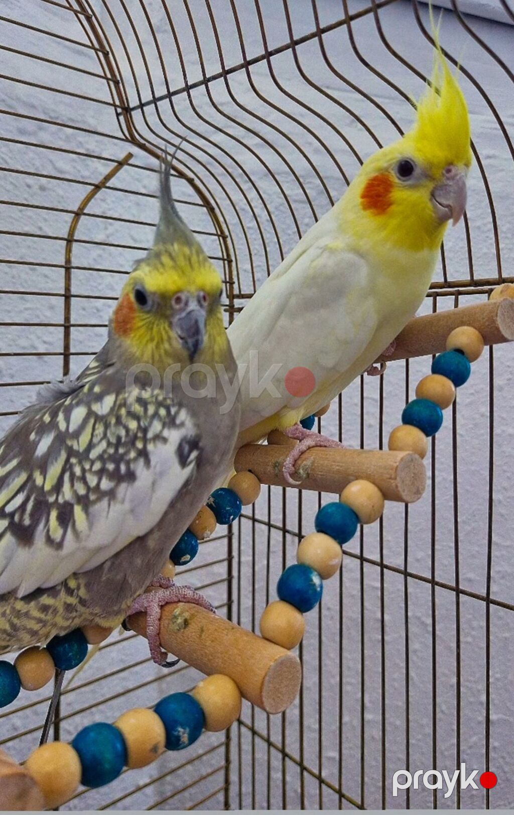 Erkək&dişi — Tutyun papağayı, Mehdiabad (2)