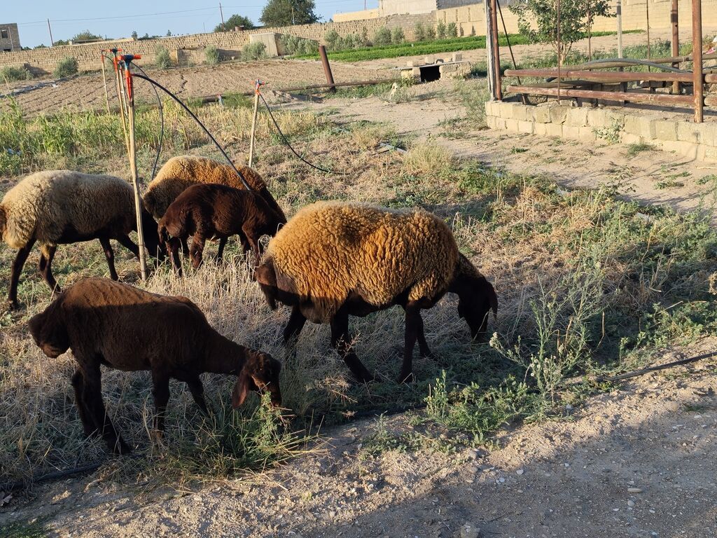 Dişi, Qala, il: 1, Damazlıq, Ünvandan götürmə — Kənd təsərrüfatı heyvanları, Bakı (4)