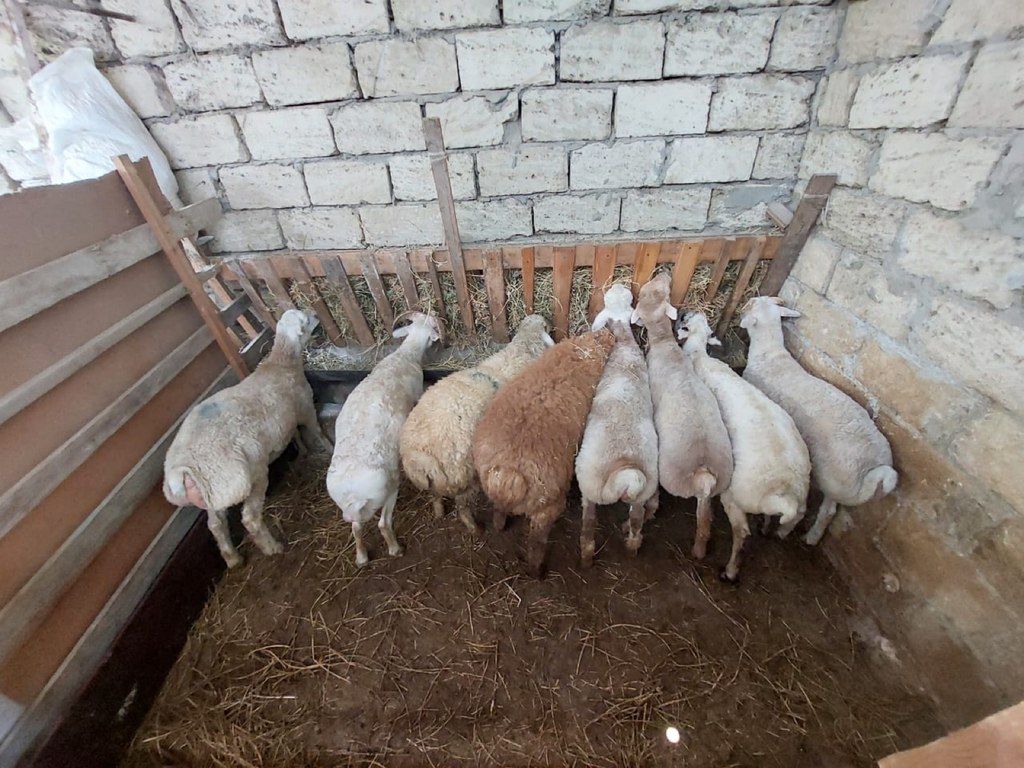 Quzu və qoyun — Kənd təsərrüfatı heyvanları, Bakı (7)