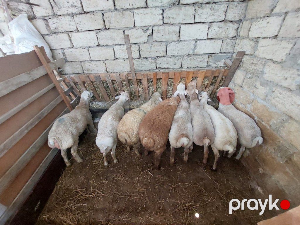 Quzu və qoyun — Kənd təsərrüfatı heyvanları, Bakı (7)