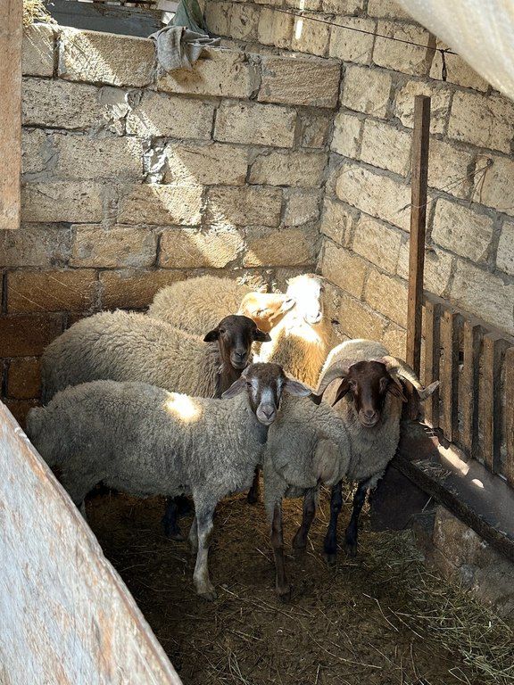 Quzu və qoyun — Kənd təsərrüfatı heyvanları, Bakı (11)