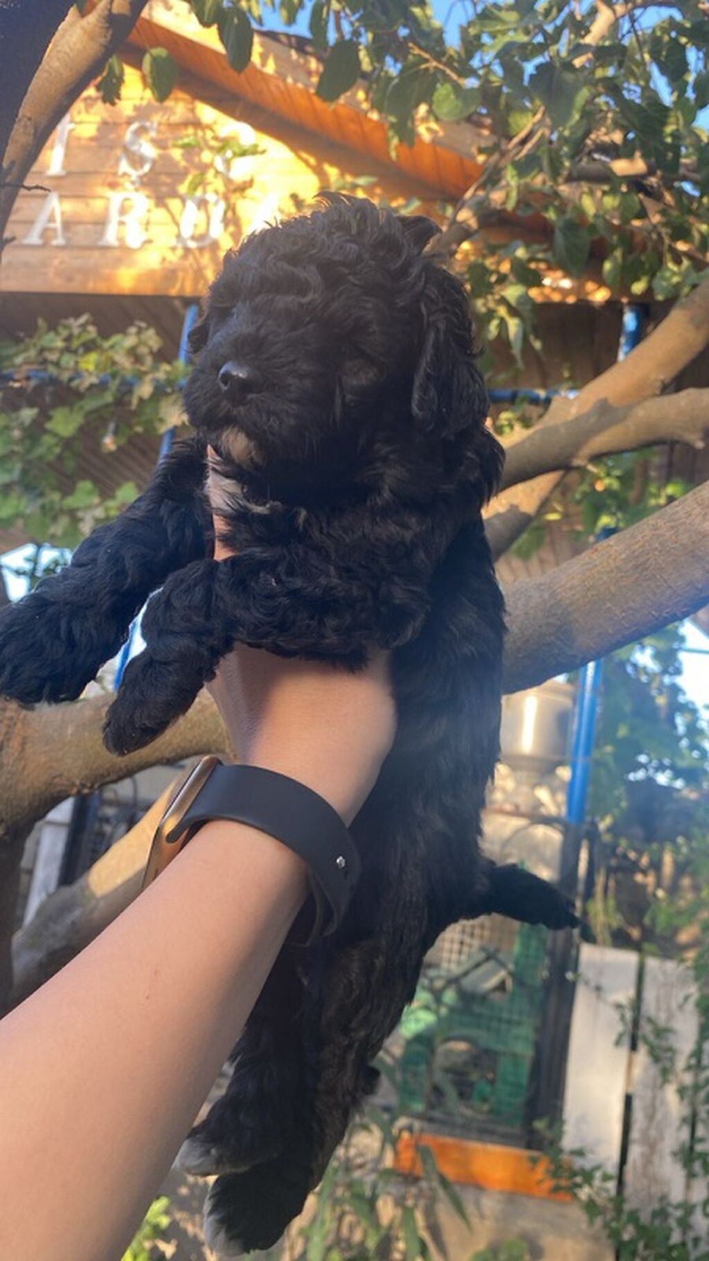 Maltipoo balaları 45 günlük sağlam gözəl balalardı real alcı yazsın — Köpəklər, Digah (2)