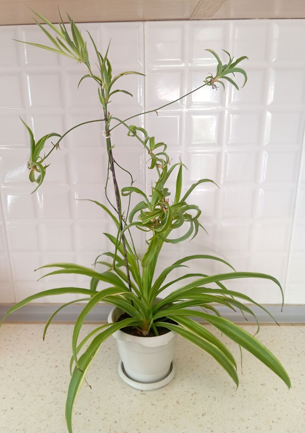 Məhsul: Xlorofitum (Spider Plant) – asma zoğlarla - Hər bir evdə — Qapı bitkələri, Bakı (2)