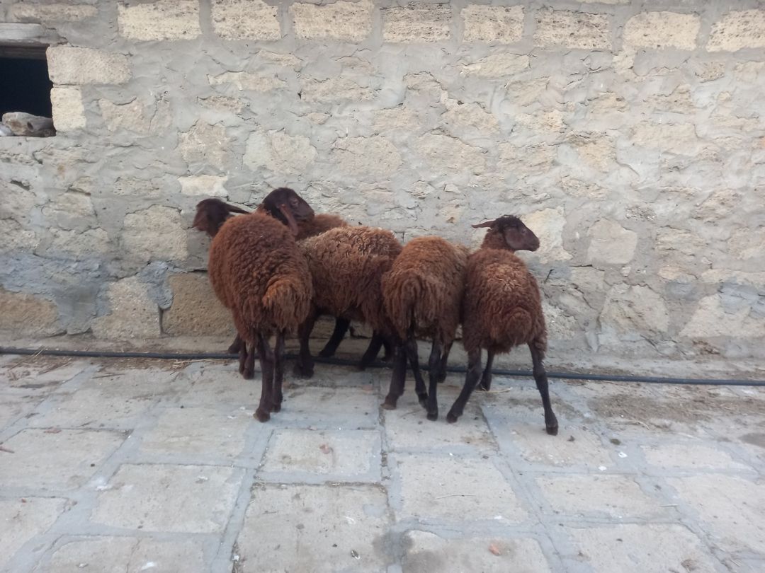 Quzular — Kənd təsərrüfatı heyvanları, Bakı (4)