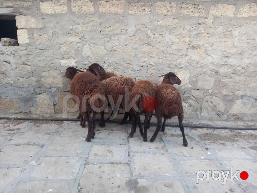 Quzular — Kənd təsərrüfatı heyvanları, Bakı (4)