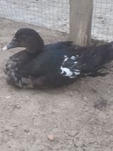 Erkek ordekler 30 man aglar (pekin) biri 8 man. diri cekileri 1kg — Птицы — Другие