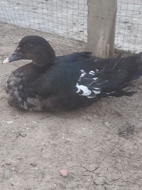 Erkek ordekler 30 man aglar (pekin) biri 8 man. diri cekileri 1kg — Xırdalan