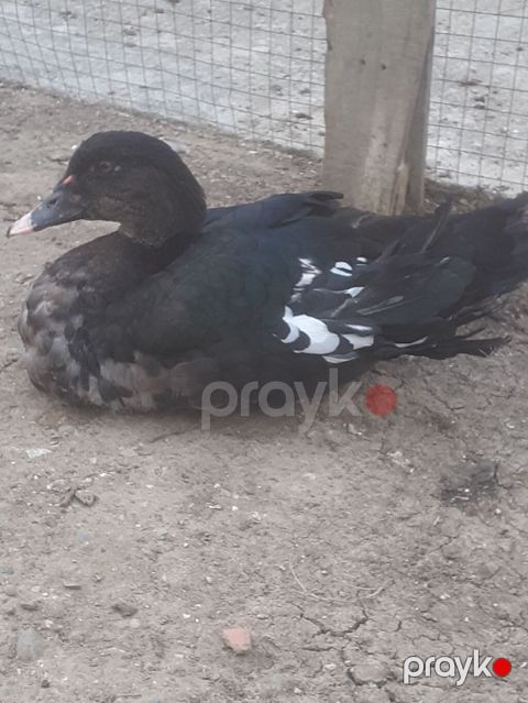 Erkek ordekler 30 man aglar (pekin) biri 8 man. diri cekileri 1kg — Xırdalan