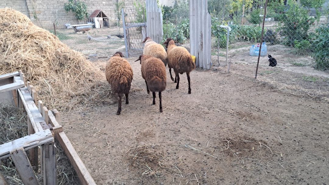 Qala quzuları — Kənd təsərrüfatı heyvanları, Bakı (9)