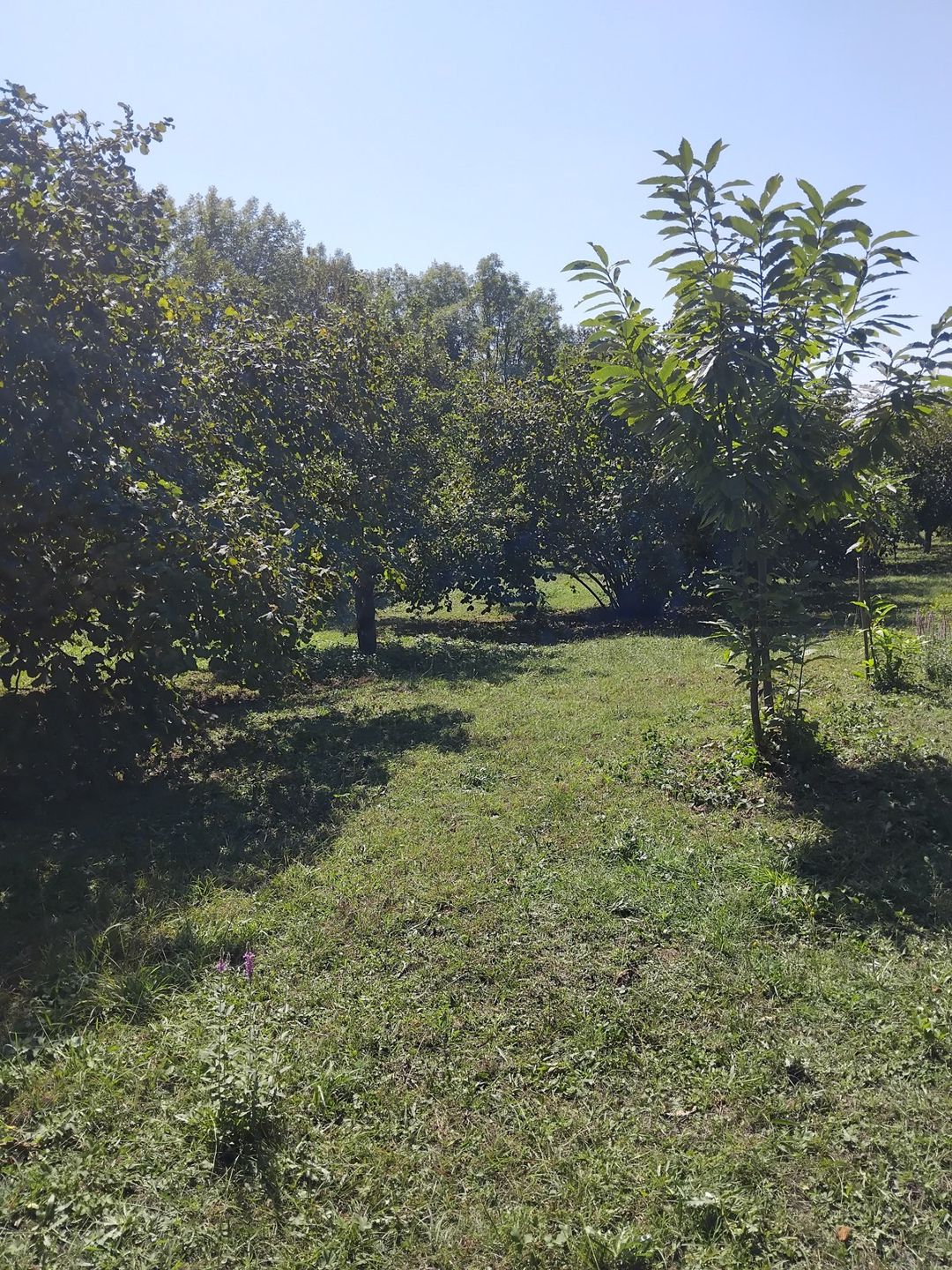 Satılır torpaq 40 sot — Torpaq, Qəbələ (8)