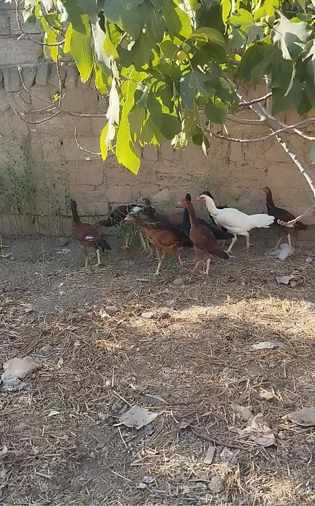 Heyrati cuceleri. Salam allah haminin malina xeyr versin. Turk cinsi — Toyuq və xoruz, Digah (8)