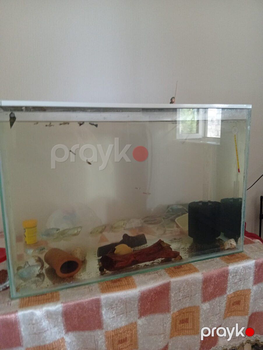 Akvarium — Akvariumlar və balıqlar, Bakı (5)