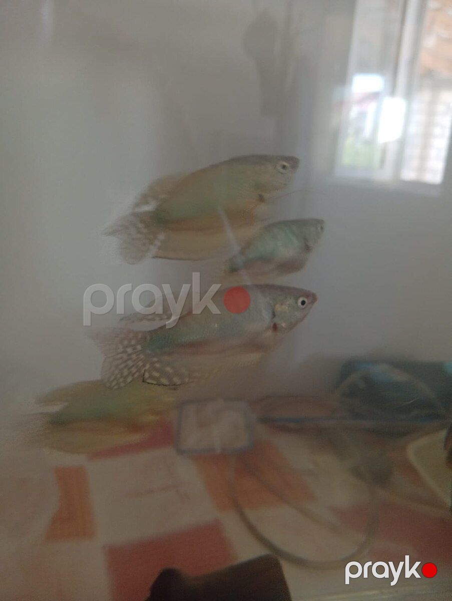 Akvarium — Akvariumlar və balıqlar, Bakı (9)