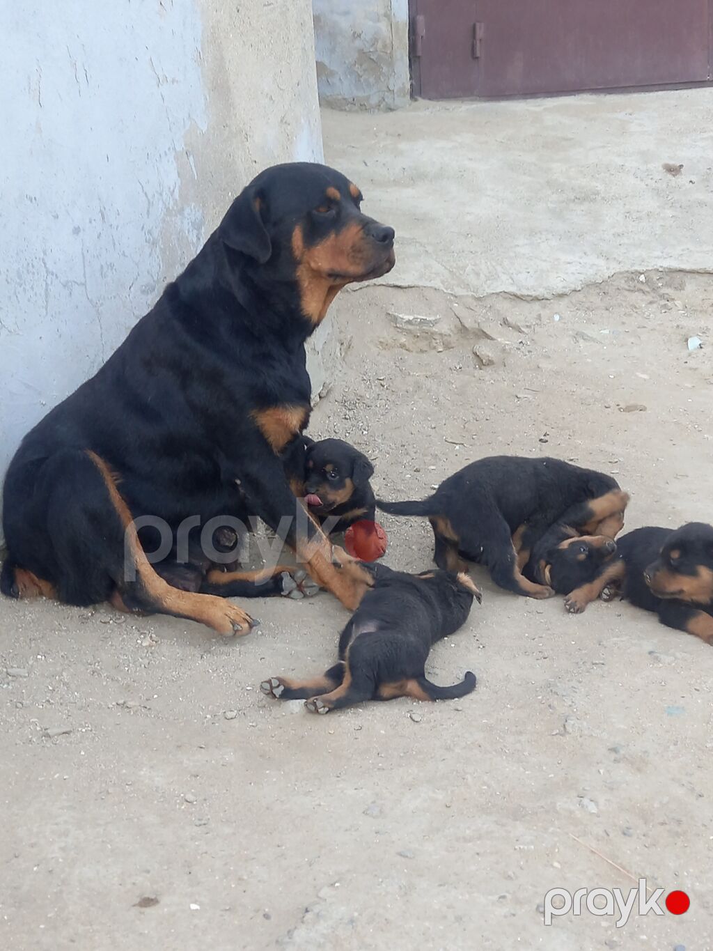 Rotveyler, 2 ay, Erkək, Sənədli, Ünvandan götürmə — Köpəklər, Digah (3)