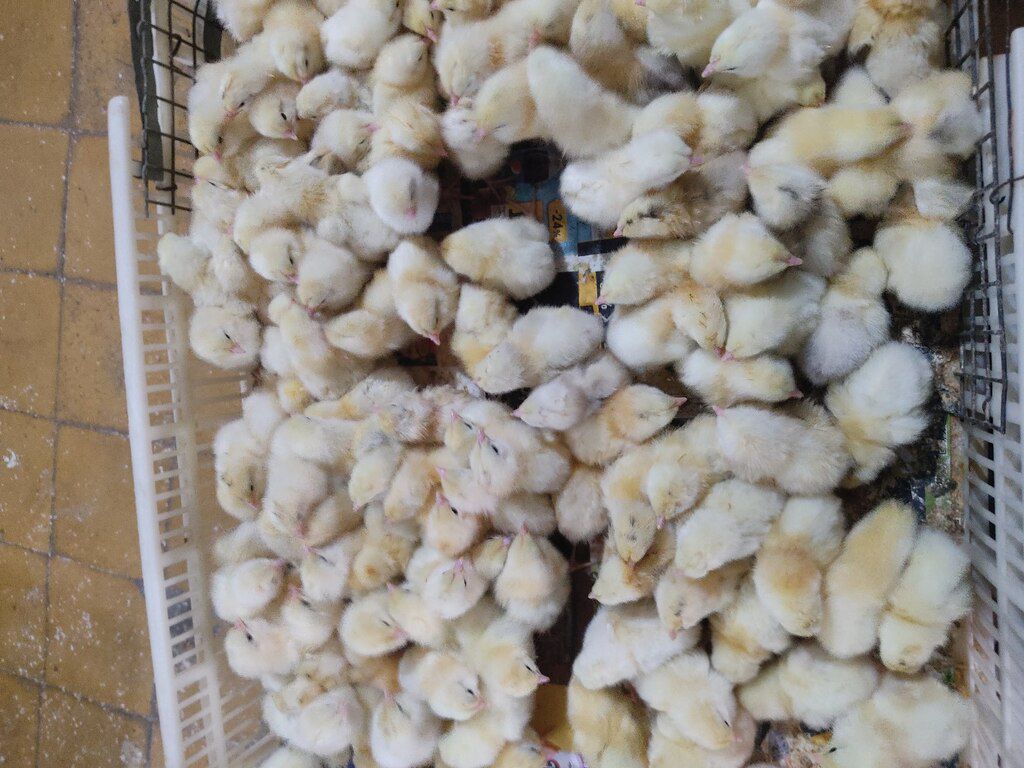 Xarkov cücəsi — Quşlar, Bakı (7)