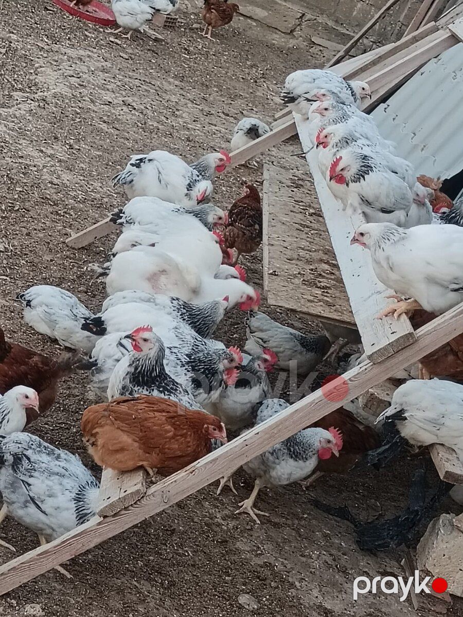 Çolpalar — Quşlar, Bakı (2)