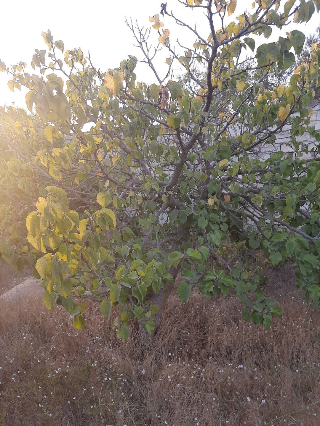 12 sot torpaq sahəsi, Nardaran qəs — Torpaq, Bakı (11)