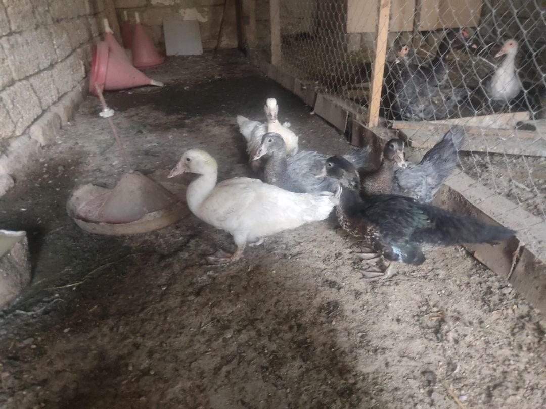 Xoruz və lal ördəklər — Quşlar, Bakı (4)
