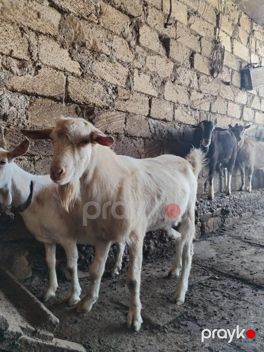 Sannen və Alpin təkələri — Kənd təsərrüfatı heyvanları, Bakı (5)