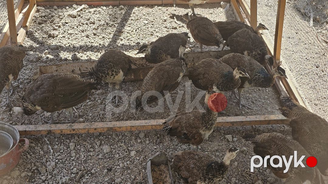 Tovuzquşu — Quşlar, Salyan (9)