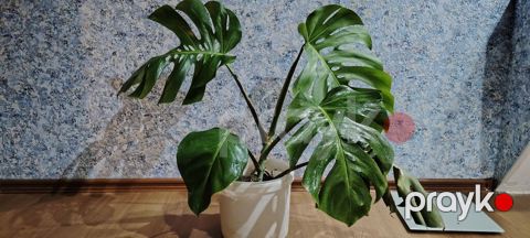 Monstera deliciosa (Şveytsariya pendiri bitkisi) – dekorativ böyük — Bakı