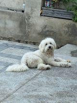 11 ay, Erkək, Peyvəndli, Ünvandan götürmə — İtlər