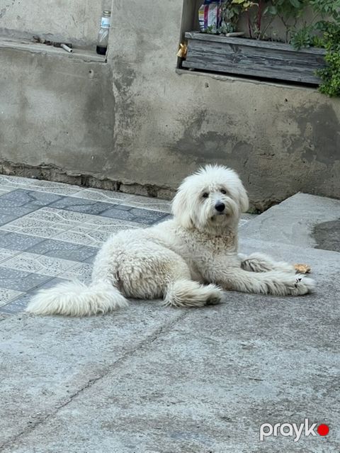 11 ay, Erkək, Peyvəndli, Ünvandan götürmə — Bakı