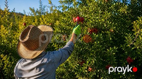 sdfgdfgdfgdf gdfdfgdfgdfg — Ağstafa