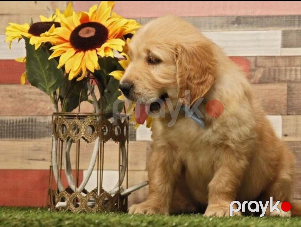 Labrador Retriver — Köpəklər, Bakı (2)