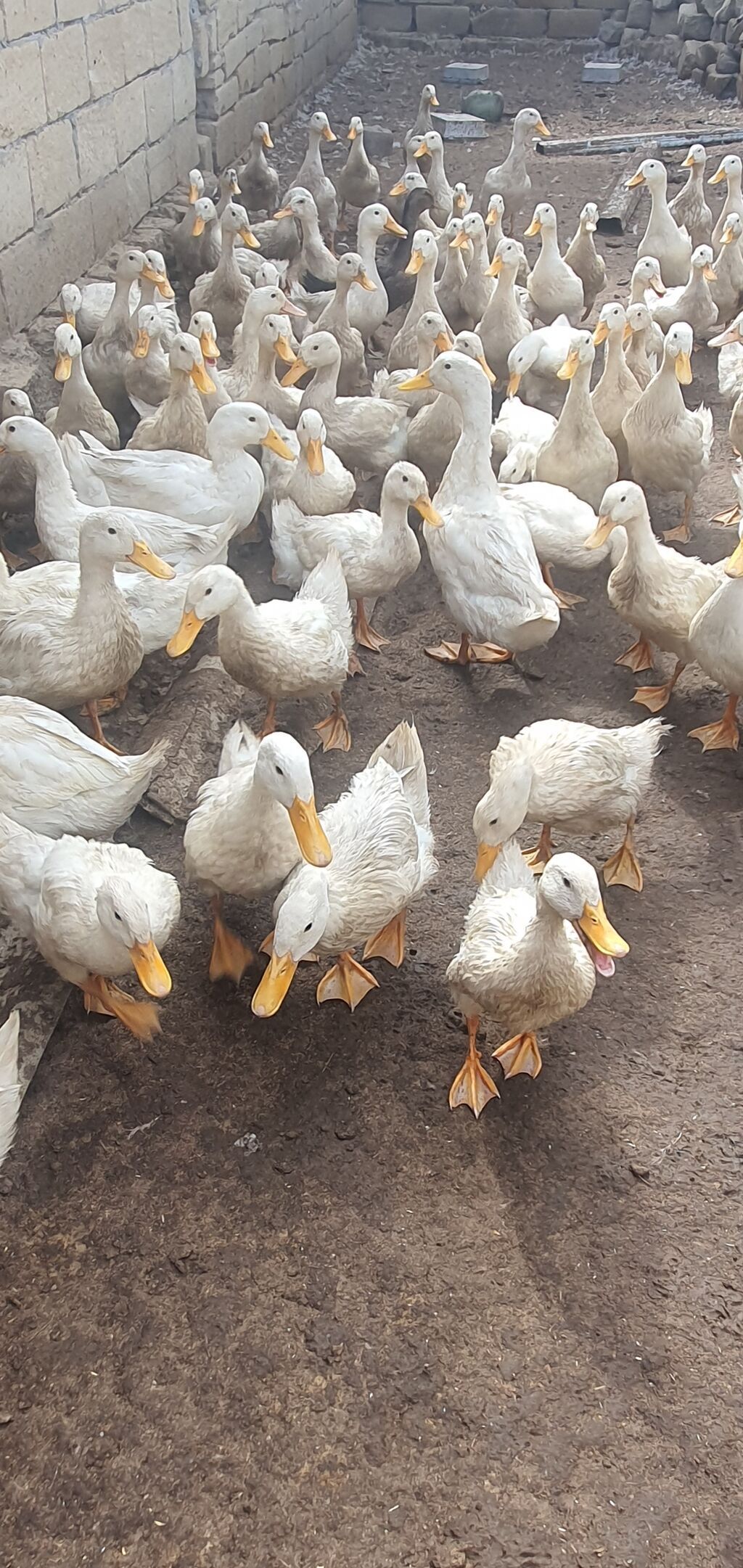 Ağ rəngli ördəklər – iri sürü - Cins: yüngül tip, yumurtacı istiqamət — Digərləri, Şirvan (3)