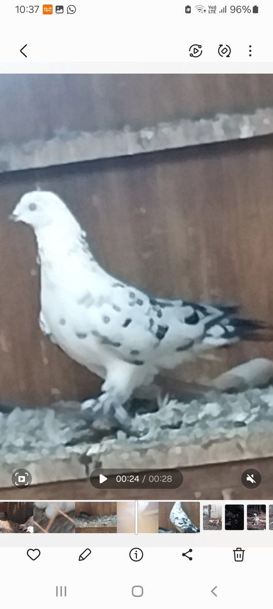 Göyərçin — Quşlar, Bakı (4)