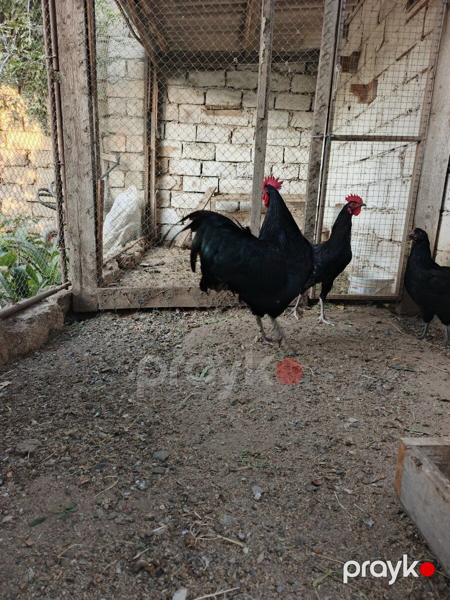 Xoruz — Quşlar, Bakı (2)