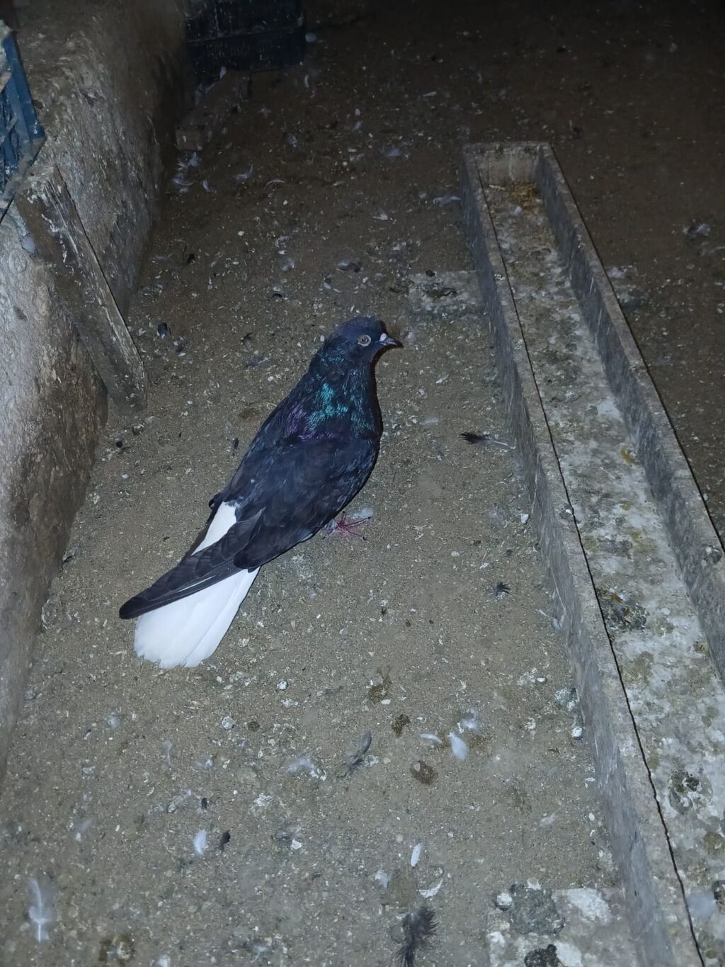 Qara-ağ rəng kombinasiyalı göyərçin - Rəng: bədən tam qara, quyruq — Göyərçin, Digah