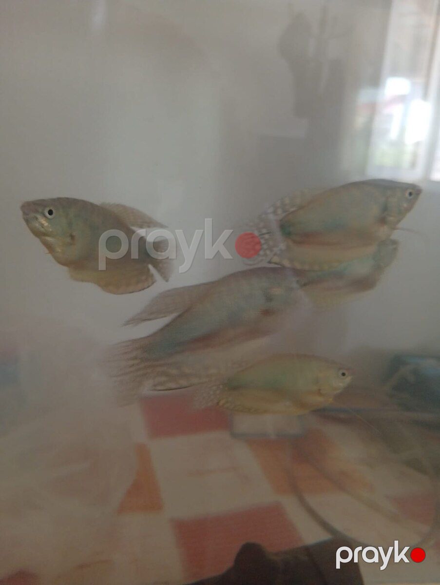 Akvarium — Akvariumlar və balıqlar, Bakı (10)