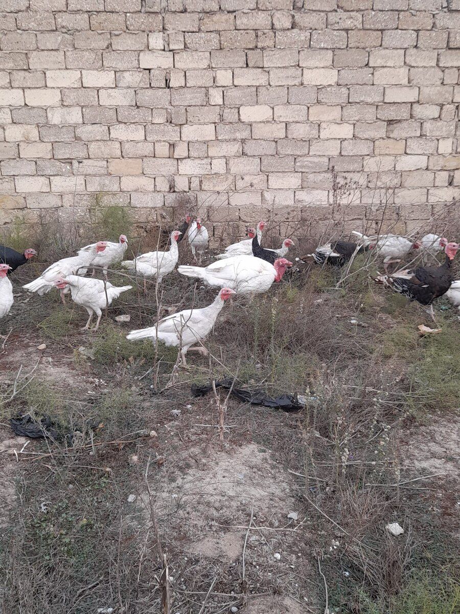 Hinduşkalar — Quşlar, Bakı (4)