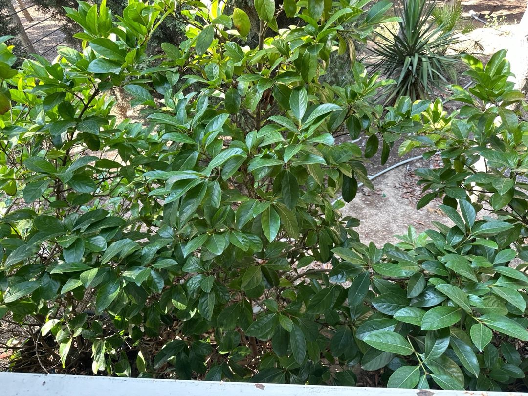 Bağban tələb olunur — Vakansiyalar, Bakı (6)