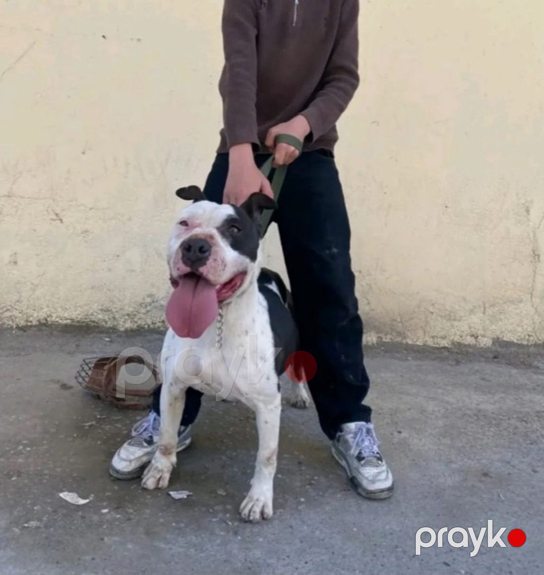 Pitbul balaları — Köpəklər, Bakı (8)