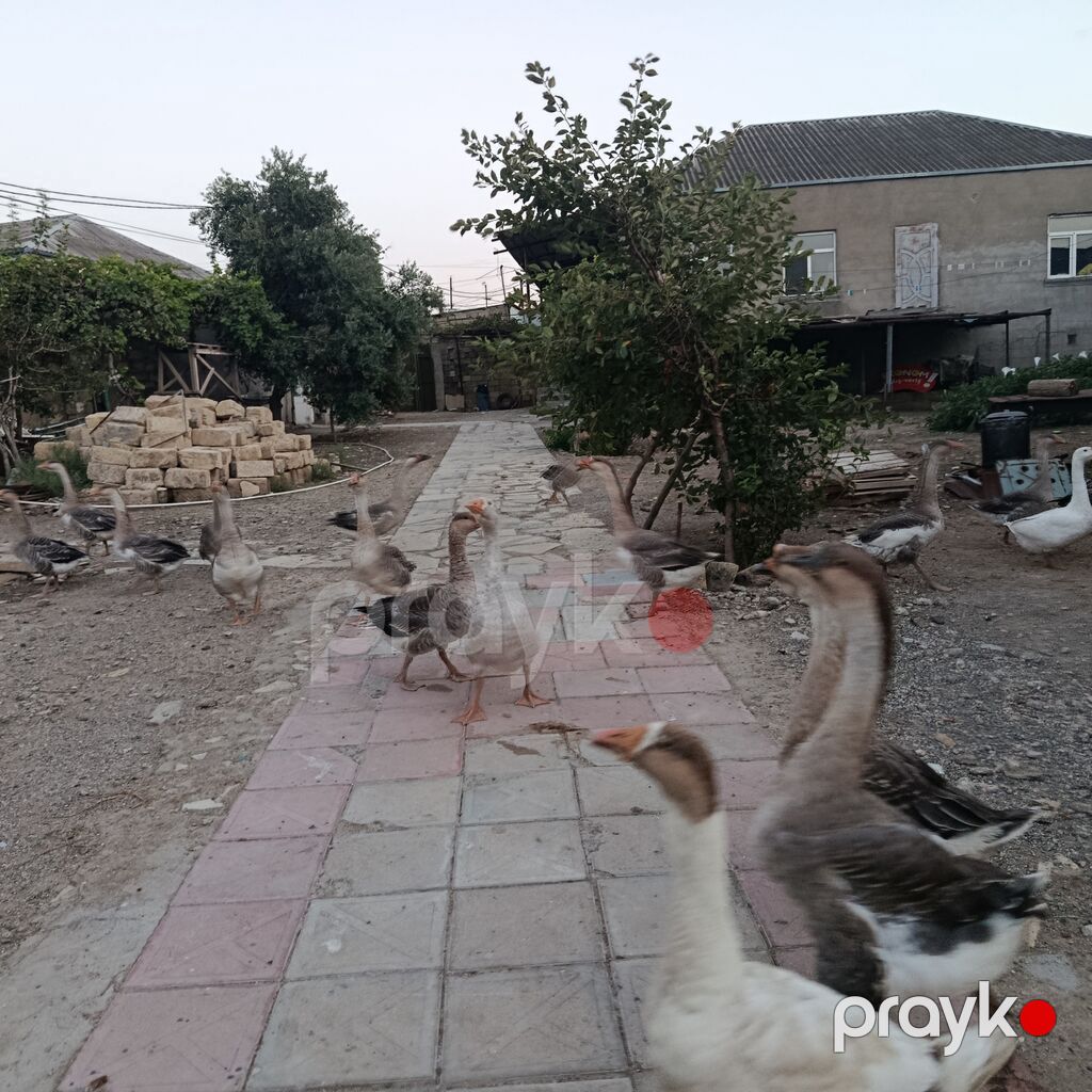 Məhsul: Qaz sürüsü led Təsvir: - Həyət şəraitində saxlanılan sağlam — Digərləri, Mehdiabad (2)