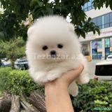 Pomerian Spitz balasi satlir mini — Услуги — Другое