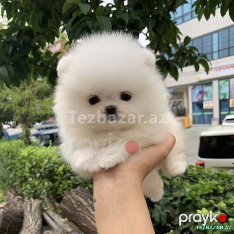 Pomerian Spitz balasi satlir mini — Bakı