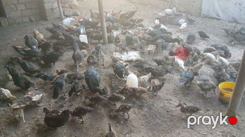 Qarışıq sort lal ördəklərdir.Krasnadar da var zümürüdü də var tək -tək — Sabirabad