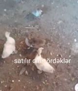 Satılır: cins ördəklər Məhsul təsviri: - Cins ördək balaları, sağlam — Quşlar — Digər