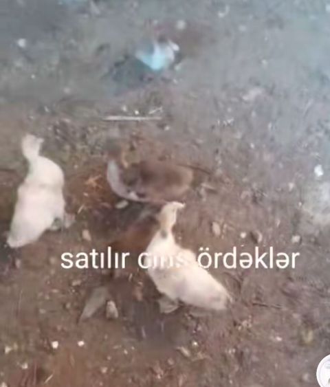 Satılır: cins ördəklər Məhsul təsviri: - Cins ördək balaları, sağlam — Bakı