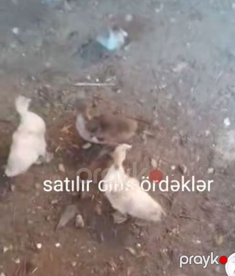 Satılır: cins ördəklər Məhsul təsviri: - Cins ördək balaları, sağlam — Bakı