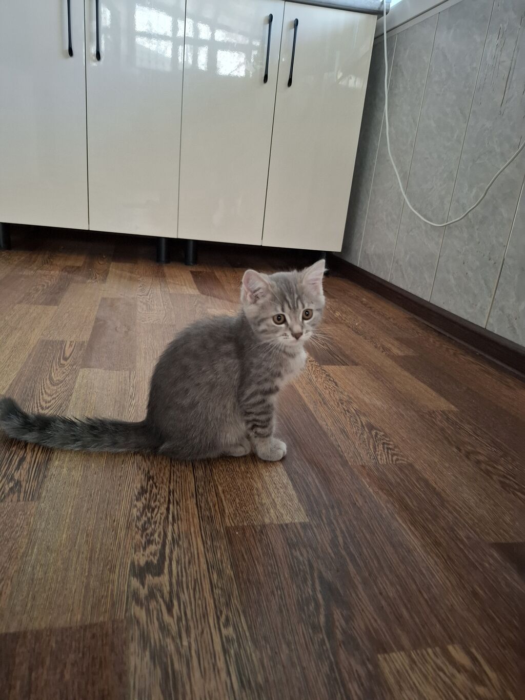 Şinşilla, Erkək — Pişiklər, Digah (3)