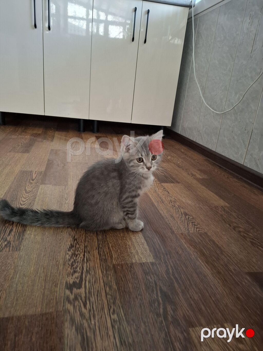 Şinşilla, Erkək — Pişiklər, Digah (3)