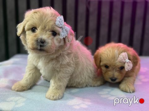 Maltipoo balaları – kariçnivi qara reng var tələsin — Beyləqan
